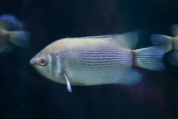 Mencium ikan gourami — Stok Foto