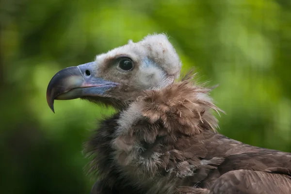 Euraziatische black vulture — Stockfoto