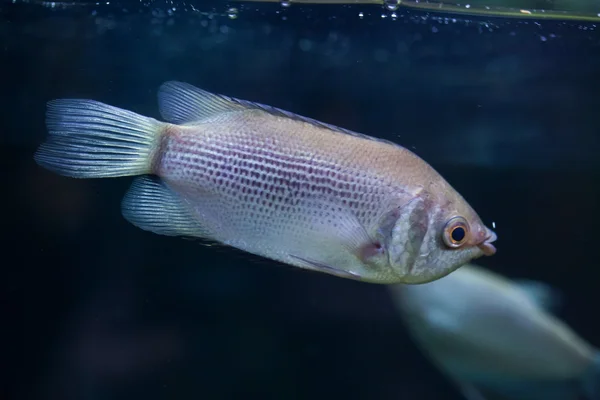 Beijando peixe gourami — Fotografia de Stock