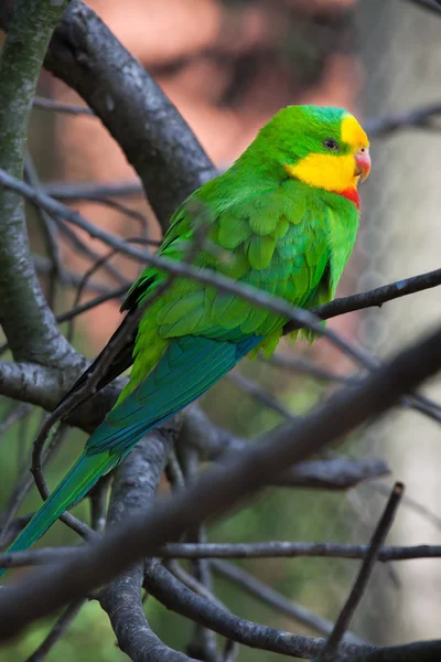 Colorful Superb parrot — Stock Photo, Image