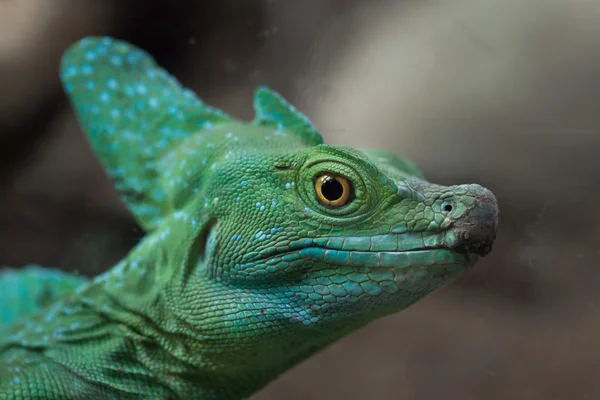 Basilisk yeşil tüylü — Stok fotoğraf