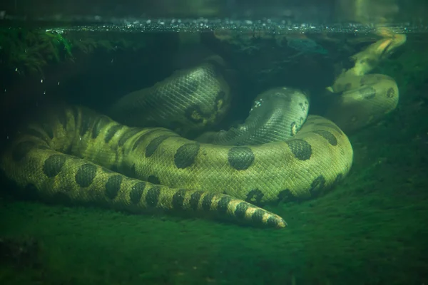 Anaconda verde (Eunectes murinus ) — Fotografia de Stock