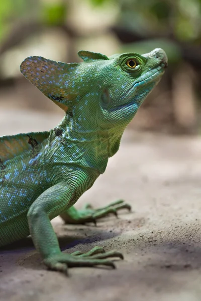 Basilisk yeşil tüylü — Stok fotoğraf