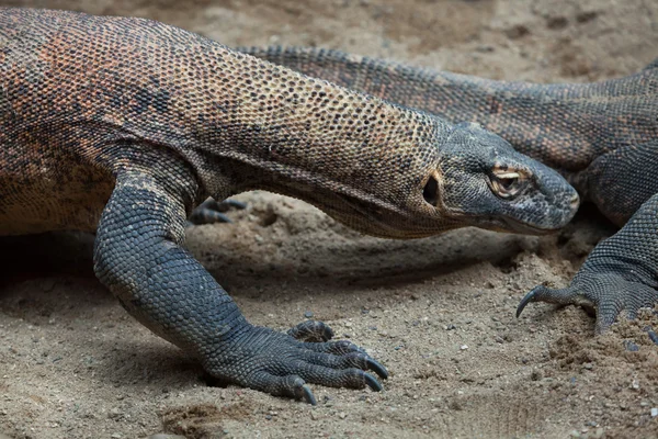 Komodo dragons (Varanus komodoensis) — Stock Photo, Image