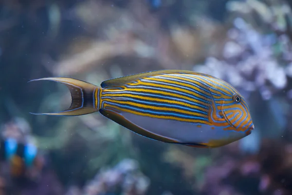 Poisson-chirurgien à bandes bleues — Photo