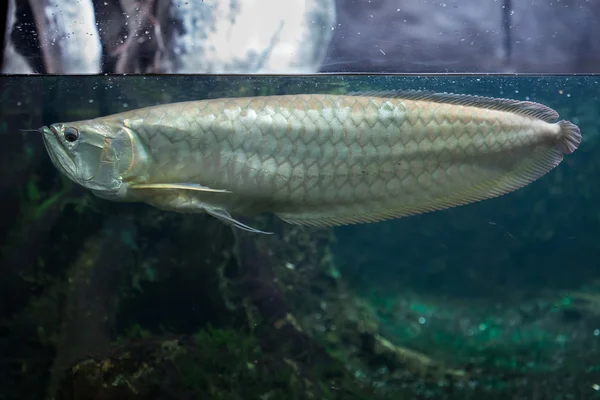 Срібло arowana риби — стокове фото