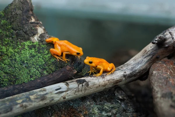 Mantella 황금 개구리 — 스톡 사진