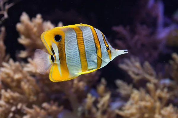 Colorful copperband butterflyfish — Stock Photo, Image