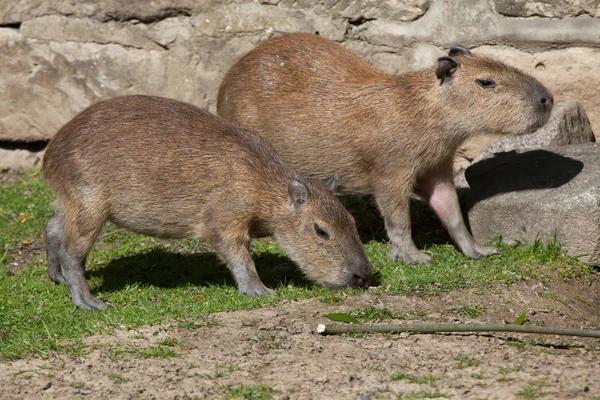 Capybaras (Hidrochoerus hydrochaeris ) — Stok Foto