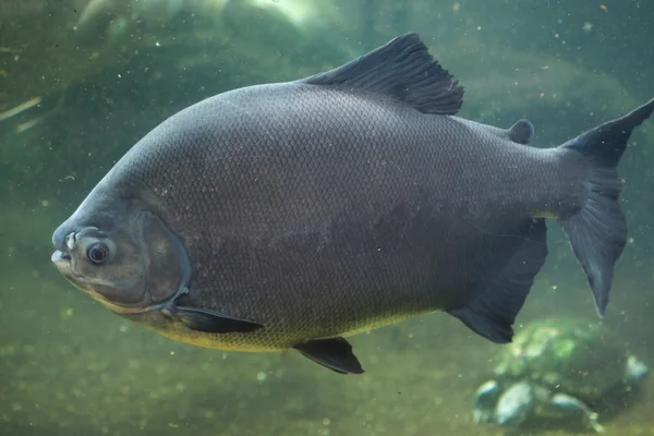 Zwarte pacu (Colossoma macropomum) — Stockfoto