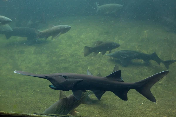 Amerikan paddlefishes su altında — Stok fotoğraf