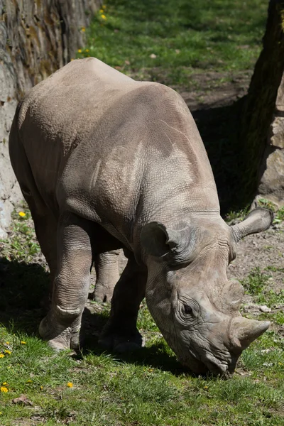 Black rhinoceros (Diceros bicornis) — Stock Photo, Image