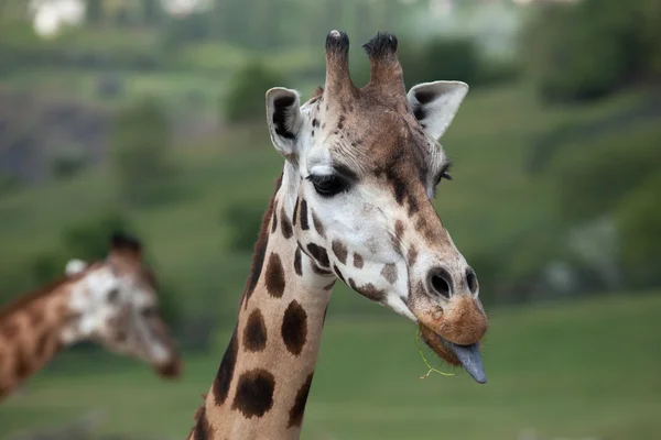 Lustige Giraffe — Stockfoto