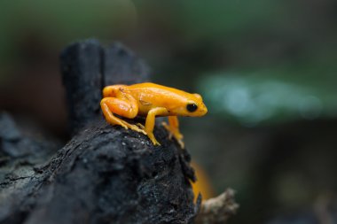 Golden mantella close-up clipart