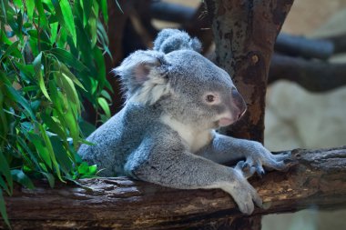 Queensland koala bir ağaç üzerinde