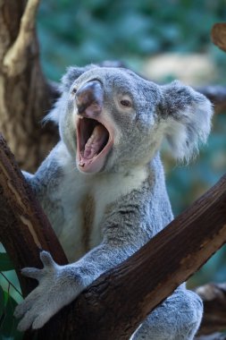 Queensland koala yawning clipart