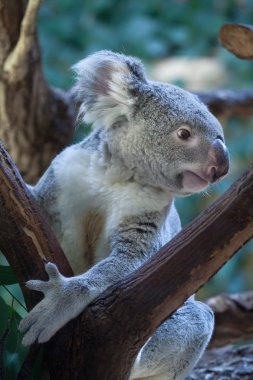Queensland koala bir ağaç üzerinde