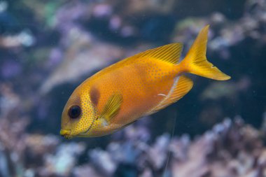 Mavi benekli spinefoot balık