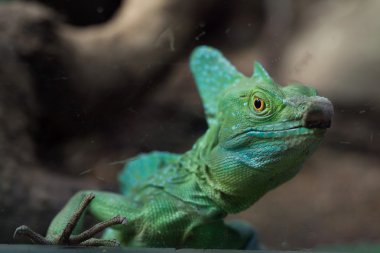 Tüylü basilisk yakın çekim