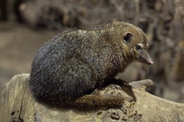 Ortak kusimanse yetişkin hayvan