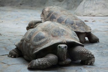 Santa Cruz Galapagos giant tortoises clipart