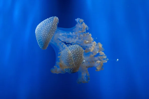 Fehér foltos medúza úszás — Stock Fotó