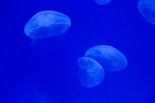 Group of moon jellyfish — Stock Photo, Image