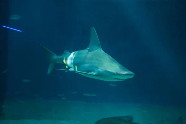 Yüzme kum köpekbalığı — Stok fotoğraf