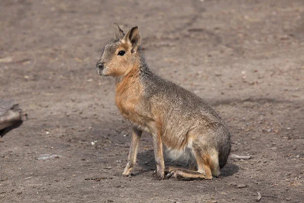 Patagonian mara resting — Stock Photo, Image