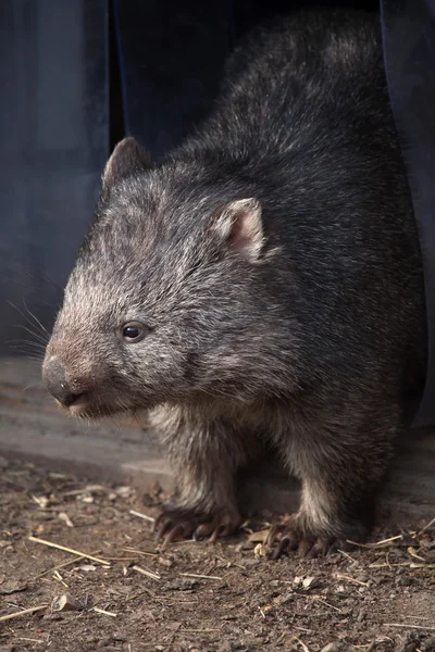 Gemeenschappelijke wombat close-up — Stockfoto