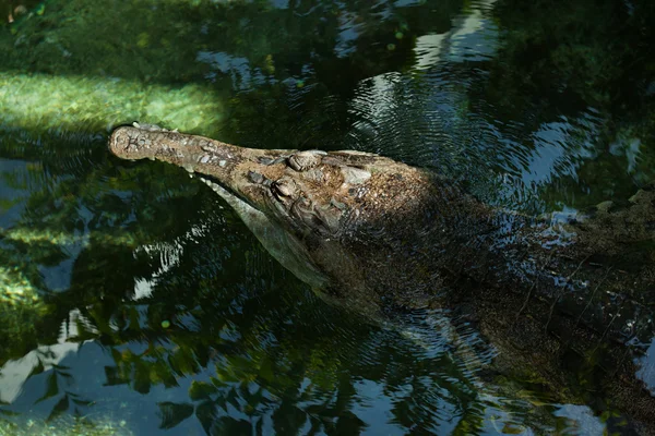 Falsa natación gavial — Foto de Stock