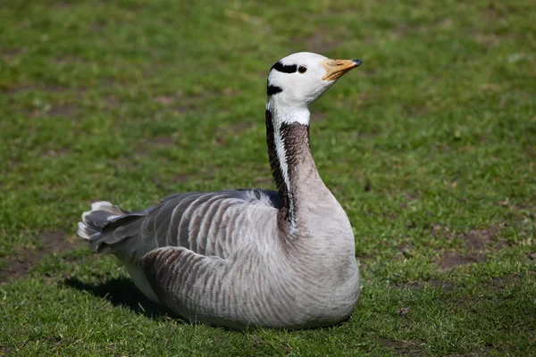 Bar-headed goose resting — Stock Photo, Image