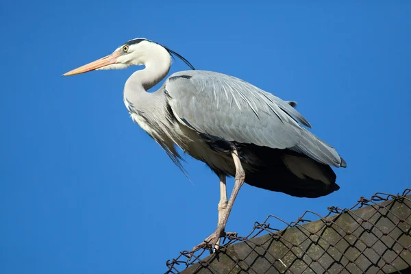 Great blue heron — Stock Photo, Image