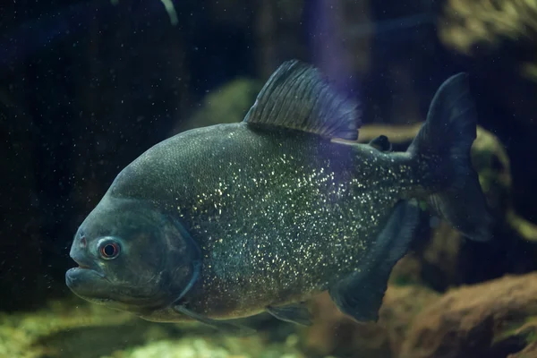 Piraña roja nadando — Foto de Stock