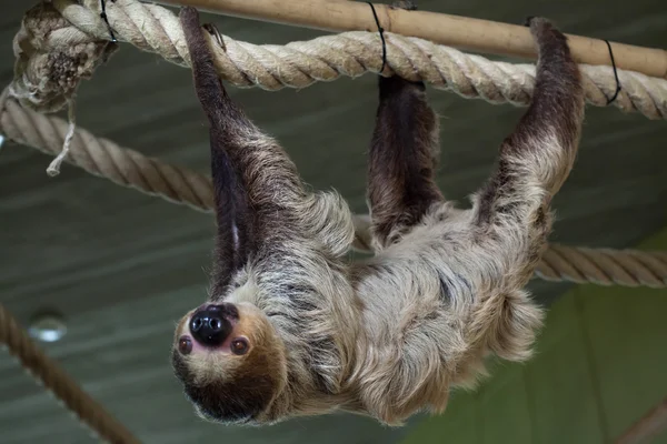 Linnaeus's two-toed sloth — Stock Photo, Image