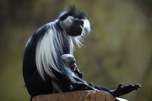 Baby colobus Angoli z jego matka — Zdjęcie stockowe