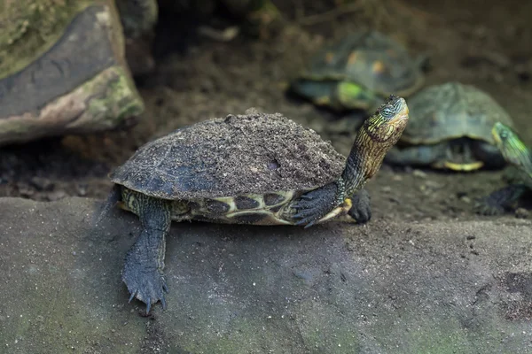 Chinesische Streifenhalsschildkröte — Stockfoto