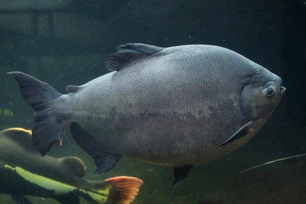 Гигантская рыба паку — стоковое фото