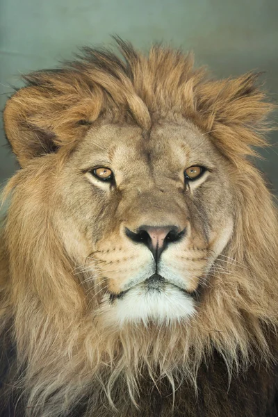 Retrato de león masculino — Foto de Stock