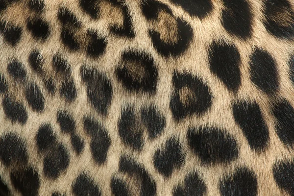 Persian leopard fur texture — Stock Photo, Image