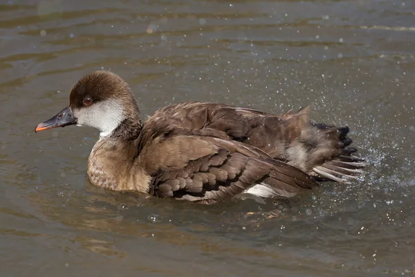 Red-crested pochard — Stock Photo, Image