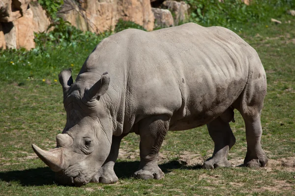 Rinoceronte branco do sul — Fotografia de Stock