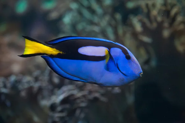 Blå kirurgfisk simning — Stockfoto