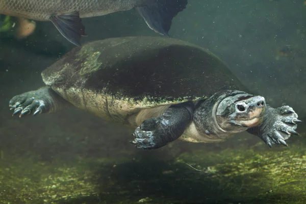 Malaysian giant turtle — Stock Photo, Image