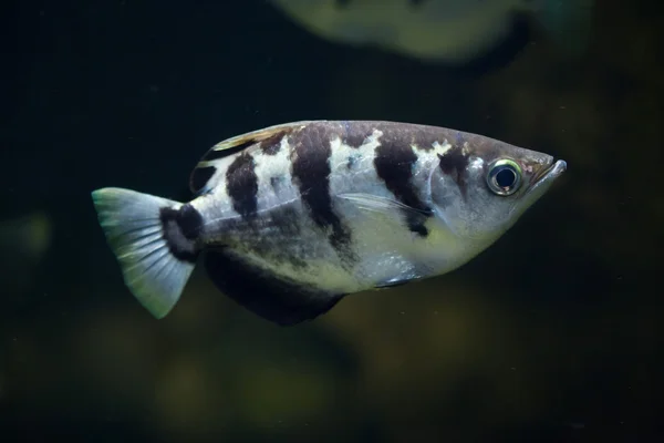 줄무늬 archerfish 수영 — 스톡 사진