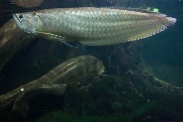 Gümüş arowana ve yeşil anakonda — Stok fotoğraf