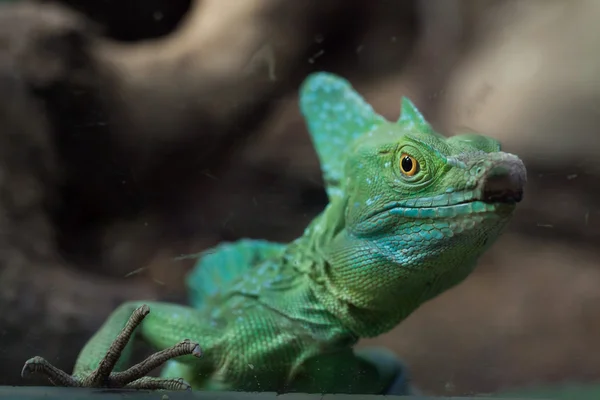 Tüylü basilisk yakın çekim — Stok fotoğraf