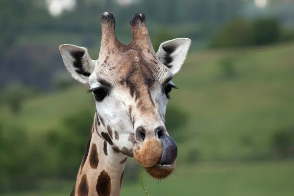 Giraffa camelopardalis rothschildi — Stockfoto