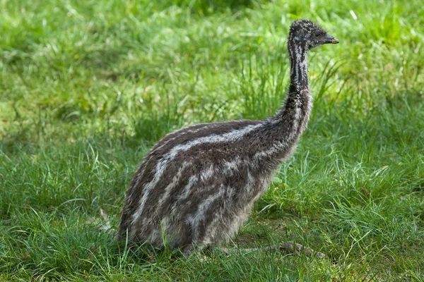 Dwa miesiące stary emu — Zdjęcie stockowe