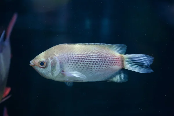 Besos de pescado gourami — Foto de Stock